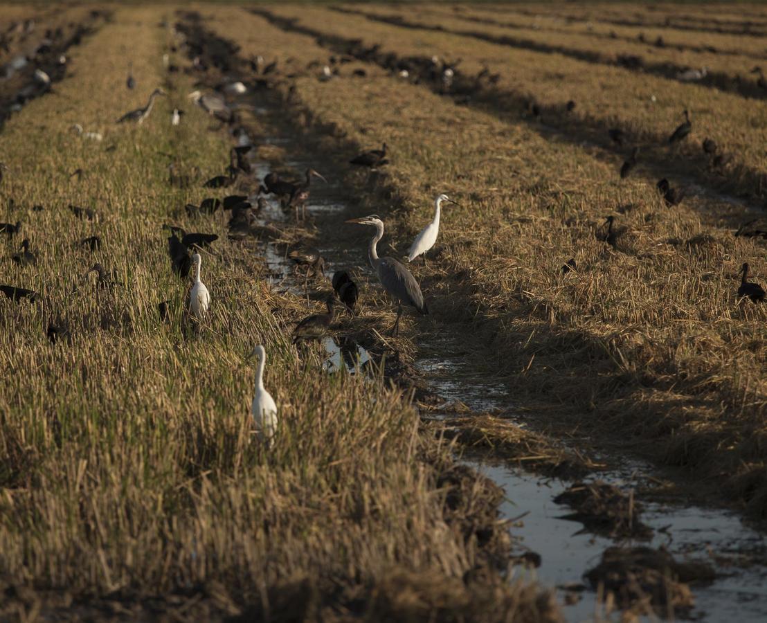 Mas Illa De Riu - Autentica Masia Del Delta Del Ebro Con Capacidad Para 20 Personas - Deltavacaciones サント・ハウメ・デンヴェハ エクステリア 写真